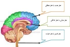 مغز 3 گانه