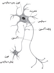 یادگیری یک کار جدید سیناپس 1