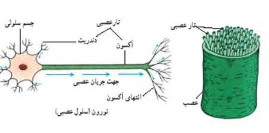 یادگیری یک کار جدید نرون