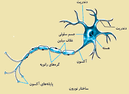 یادگیری یک کار جدید نرون 1